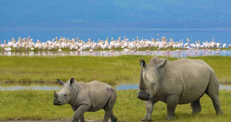 From Arusha: 8 Days Great migration Private Safari - Key Points