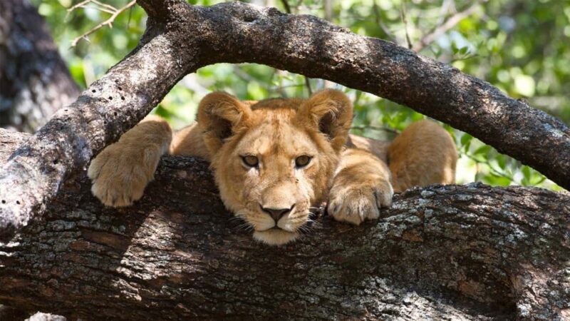 From Arusha: 8 Days Great migration Private Safari - A Detailed Look at the Itinerary