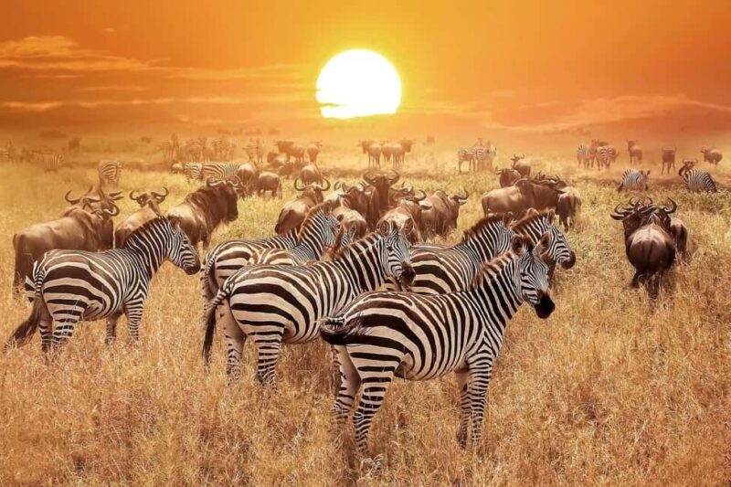 From Arusha: 8 Days Great migration Private Safari - Authentic Encounters & Expert Guides