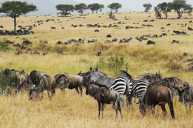 From Arusha: 9 Days Private Guided Classic Game Drive in Tanzania - Key Points