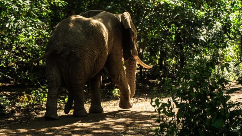 From Arusha: Day Trip to Lake Manyara National Park - What’s Included and What’s Not
