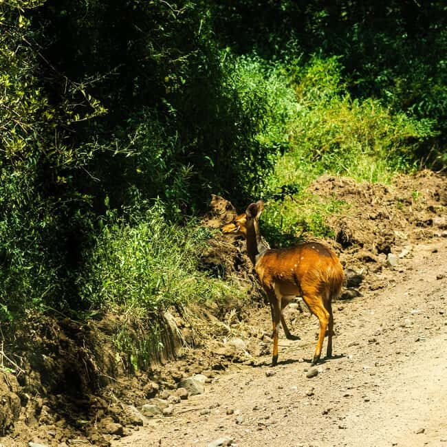 From Arusha: Day Trip to Lake Manyara National Park - Why This Tour Is a Solid Choice