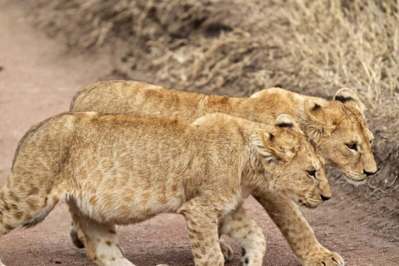 From Arusha: Lake Manyara & Ngorongoro Crater 2-Day Tour - Detailed Review of the 2-Day Arusha Safari