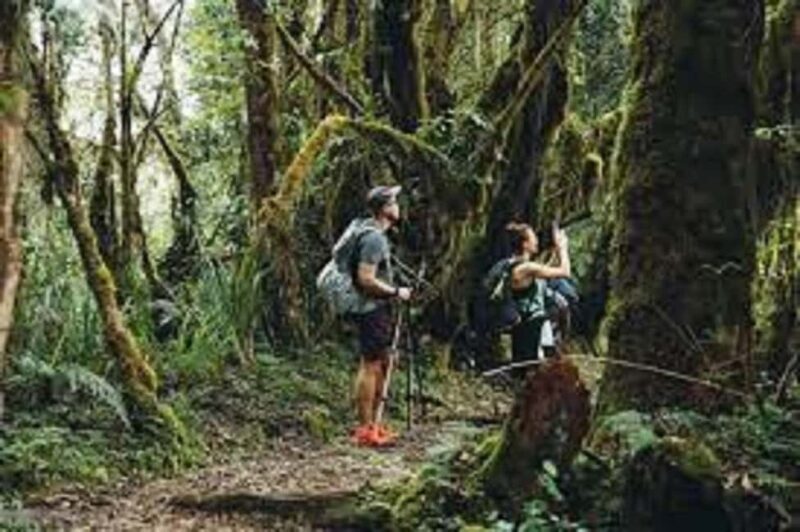 From Arusha/Moshi: Kilimanjaro Hike Marangu Route Day Trip - An Overview of the Kilimanjaro Day Trip