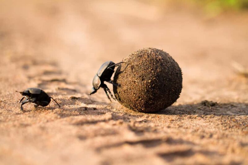 From Arusha: Safari in Serengeti, Tarangire, and Ngorongoro - Key Points