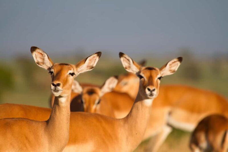From Arusha: Safari in Serengeti, Tarangire, and Ngorongoro - A Close Look at the Safari Itinerary