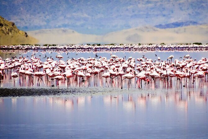 From Arusha to Zanzibar : 11 days From Bush to Beach safari - Introduction: An Authentic Tanzanian Adventure with a Beach Bonus
