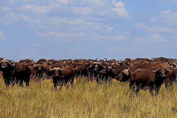 From Arusha to Zanzibar : 11 days From Bush to Beach safari - Transportation and Group Experience