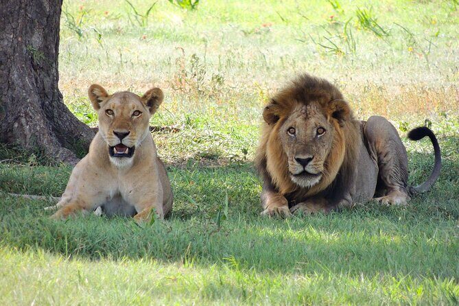From Arusha to Zanzibar : 11 days From Bush to Beach safari - FAQs