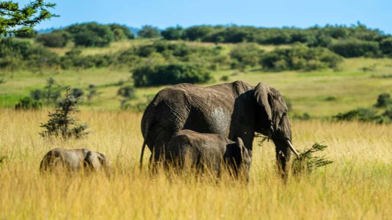 From Arusha to Zanzibar : 11 days From Bush to Beach safari - Discovering Northern Tanzania: The Safari Experience