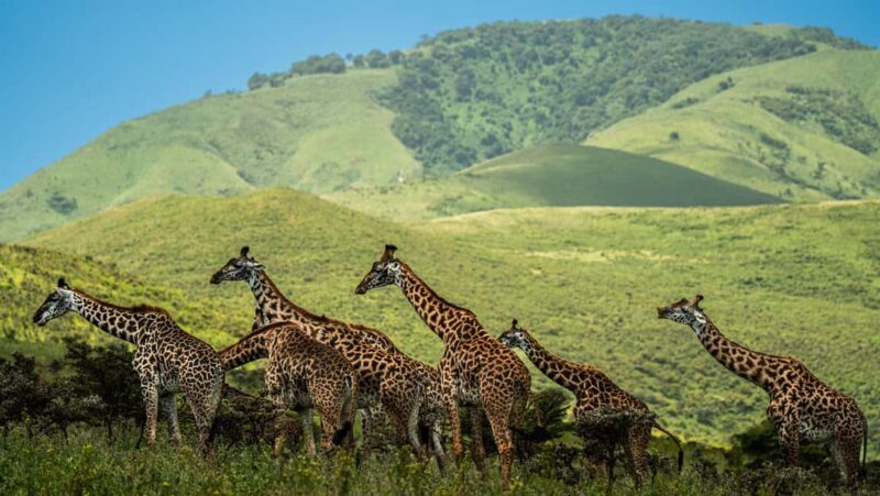 From Arusha:2-Day Tarangire N.P and Ngorongoro Crater Safari - An In-Depth Look at the 2-Day Tanzanian Safari