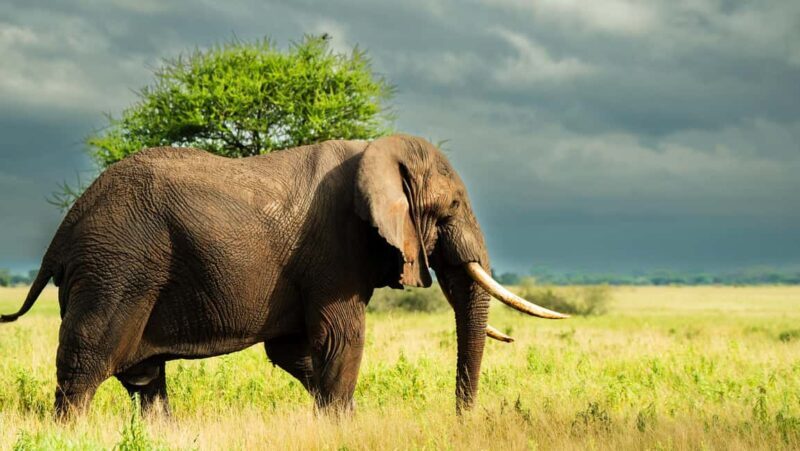 From Arusha:3Day Flamingo Safari Magic Lake Natron Tarangire - Who Should Consider This Tour?