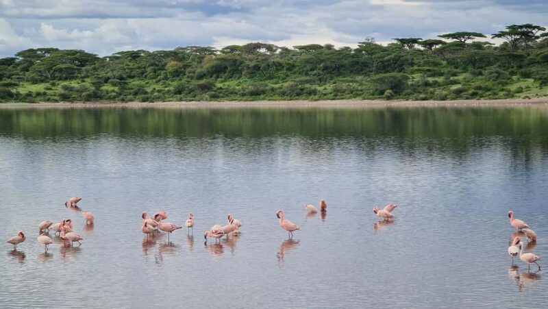 From Arusha:The 4-Day Safari Expedition to Tarangire & Ndutu - Authenticity and Reviews