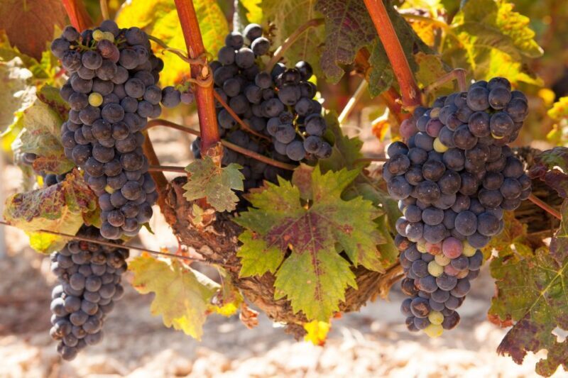 From Atlanta: Half-Day or Full-Day Wine Country Tasting Trip - Key Points