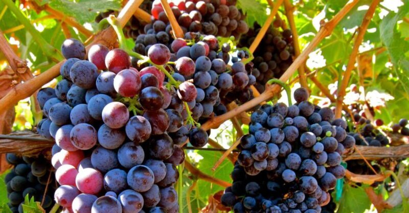 From Atlanta: Half-Day Wine Country Tour - From Atlanta: Half-Day Wine Country Tour — A Practical Guide to Sipping and Sightseeing