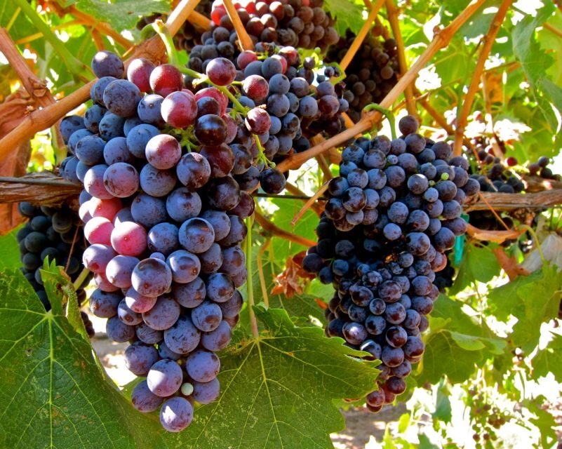 From Atlanta: Half-Day Wine Country Tour - A Close Look at the Itinerary and Experience