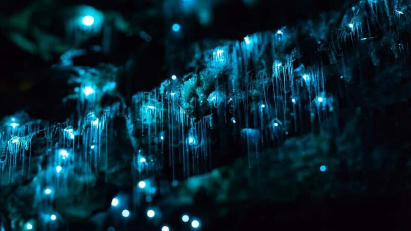 From Auckland: Day Trip to Waitomo Glow Worm Caves - Final Thoughts: Is It Worth It?