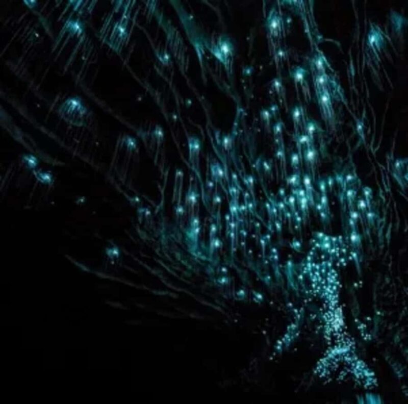 From Auckland: Day Trip to Waitomo Glow Worm Caves - FAQ