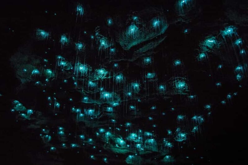 From Auckland: Day Trip to Waitomo Glow Worm Caves - Final Recommendation