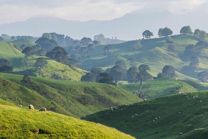 From Auckland- Hobbiton Movie Set & Te Puia Small Group Day Tour - FAQ: Your Questions Answered