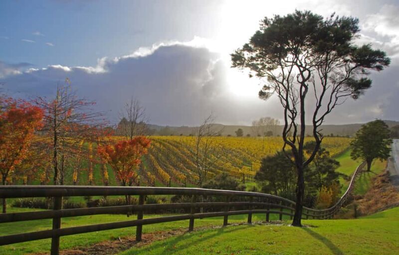 From Auckland: Small Group Kumeu Wine Tour with Lunch - An In-Depth Look at the Kumeu Wine Tour