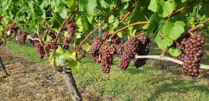 From Auckland: Small Group Kumeu Wine Tour with Lunch - Practical Details and Tips