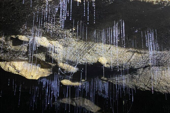 From Auckland: Spellbound, Waitomo Glowworm Cave Small Group Tour - An In-Depth Look at the Experience