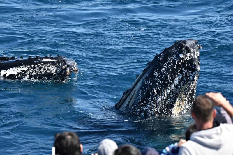 From Augusta: Whale Watching Award Winning Tour - Key Points