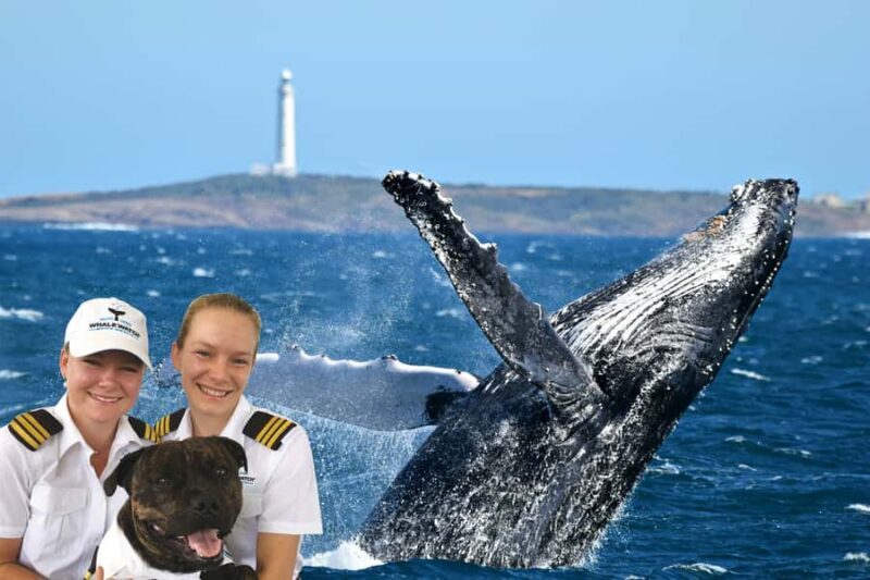 From Augusta: Whale Watching Award Winning Tour - An Introduction to the Augusta Whale Watching Experience