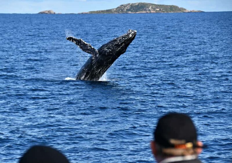 From Augusta: Whale Watching Award Winning Tour - The Experience and Reviews