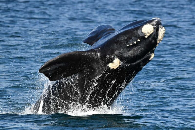 From Augusta: Whale Watching Award Winning Tour - Analyzing the Value