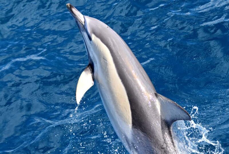 From Augusta: Whale Watching Award Winning Tour - Who Should Consider This Tour?