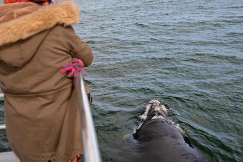 From Augusta: Whale Watching Award Winning Tour - FAQ