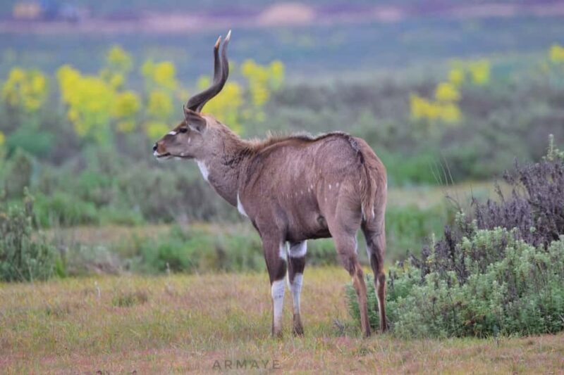 From Bale Mountains: 6-Day Guided Trekking Adventure - Key Points for Your Bale Mountains Trek