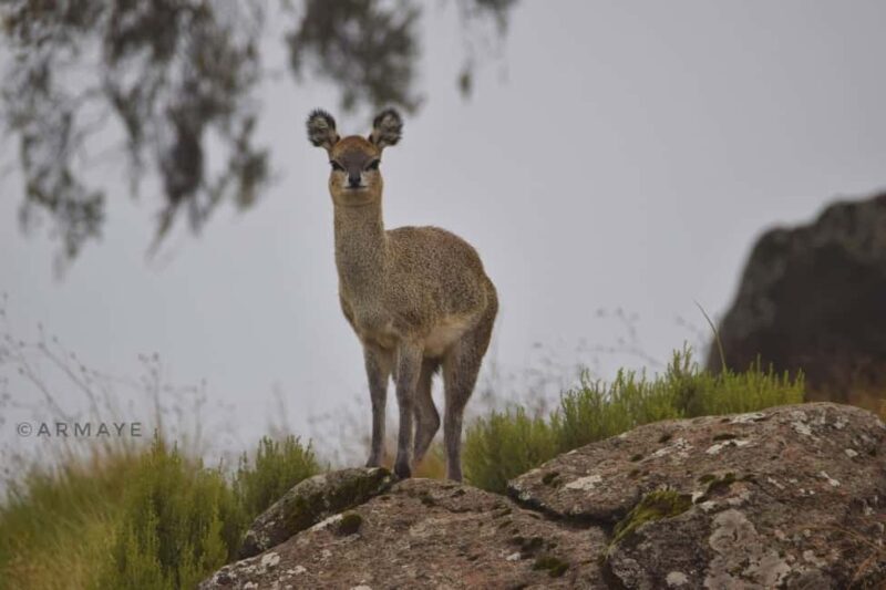 From Bale Mountains: 6-Day Guided Trekking Adventure - An In-Depth Look at the 6-Day Bale Mountains Trek