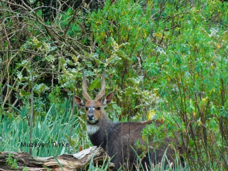 From Bale Mountains: 6-Day Guided Trekking Adventure - The Experience of a Lifetime: Pros and Cons