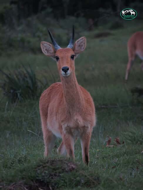 From Bale Mountains: 6-Day Guided Trekking Adventure - Final Thoughts