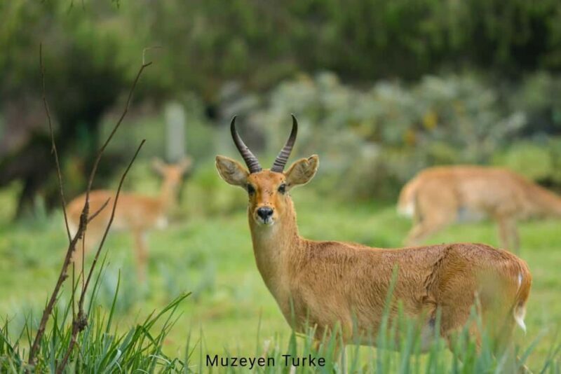 From Bale Mountains: 6-Day Guided Trekking Adventure - FAQ