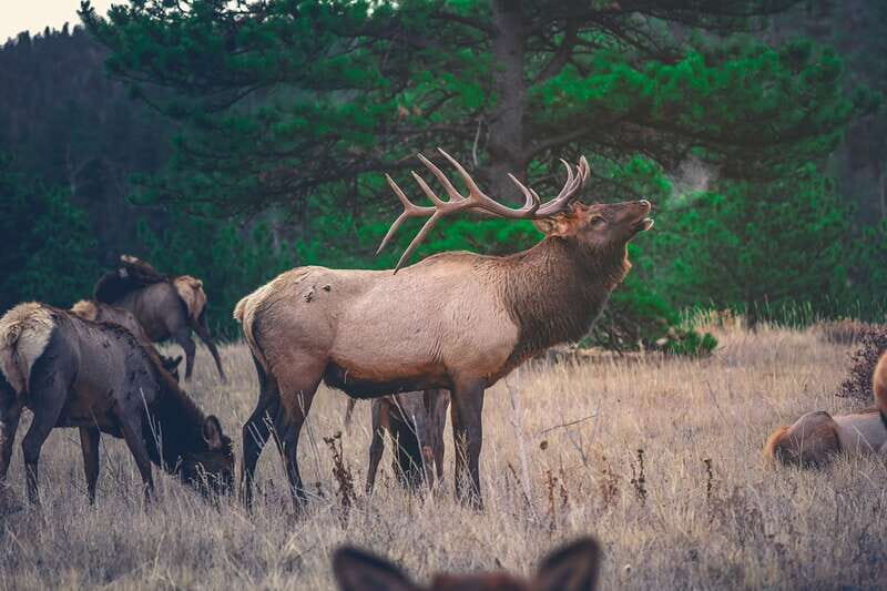 From Banff: Banff Wildlife & Scenic Highlights Premium Tour - Final Thoughts: Is This Tour Worth It?