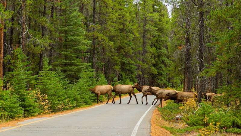 From Banff: Sunset Lake Louise, Moraine Lake & Wildlife Tour - Reviews: What Travelers Are Saying