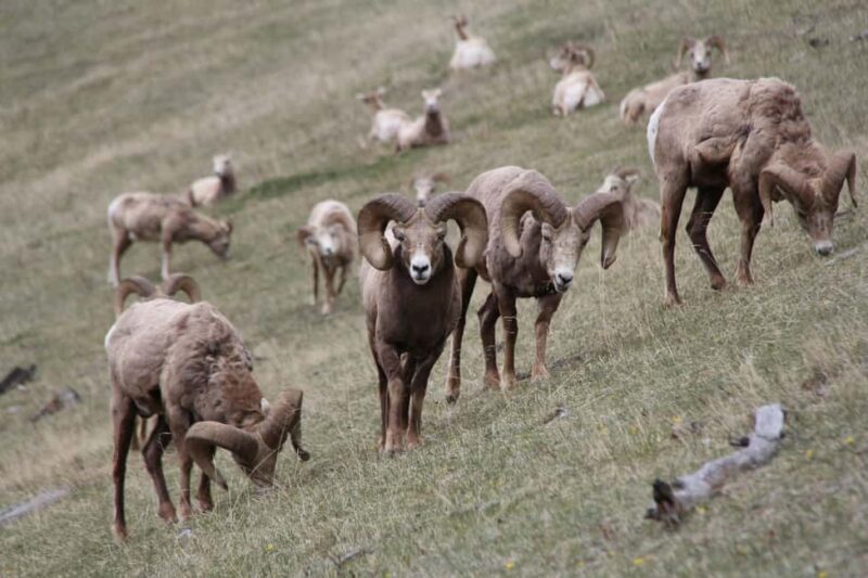 From Banff: Sunset Lake Louise, Moraine Lake & Wildlife Tour - Practical Considerations