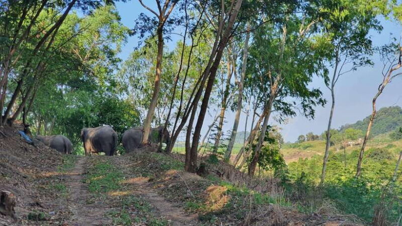 From Bangkok: Living Green Elephant Sanctuary Day Trip - An In-Depth Look at the Tour Experience