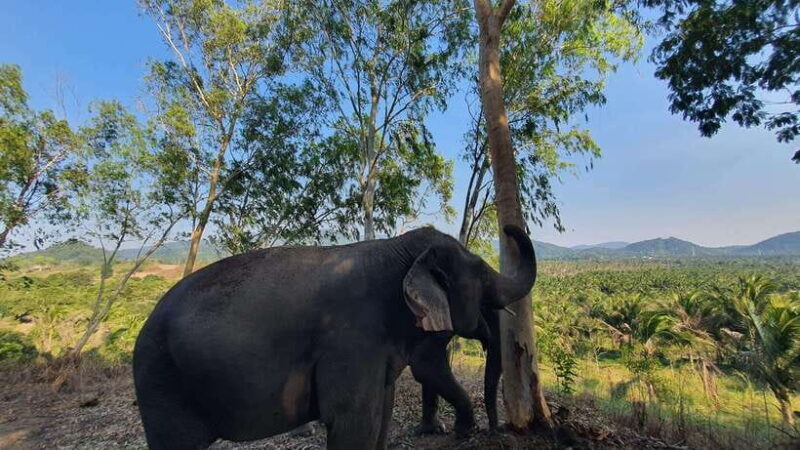 From Bangkok: Living Green Elephant Sanctuary Day Trip - Who Should Consider This Tour?