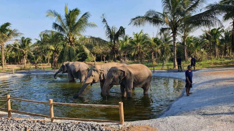 From Bangkok: Living Green Elephant Sanctuary Day Trip - Final Thoughts
