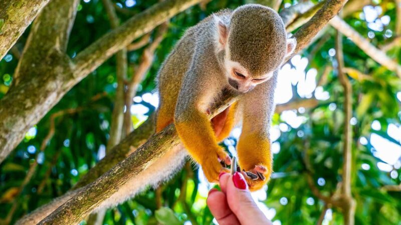 From Bayahibe: Half Day Monkeyland Safari - Overview of the Experience