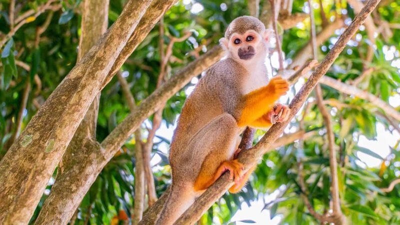 From Bayahibe: Half Day Monkeyland Safari - What Travelers Say