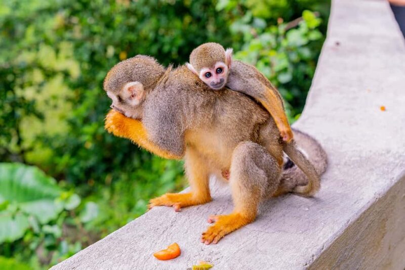 From Bayahibe: Half Day Monkeyland Safari - FAQ
