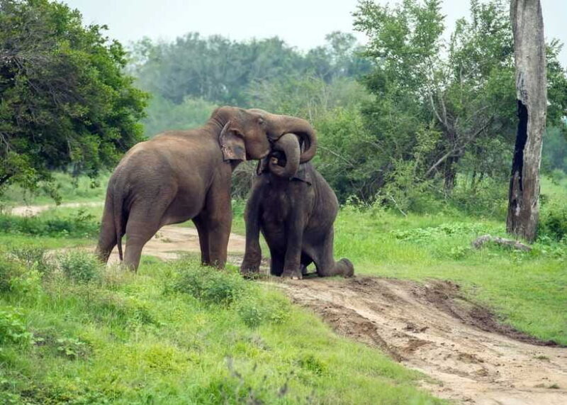 From Bentota: Elephant Transit Camp and Udawalawe Safari - The Breakdown: What to Expect on This Tour