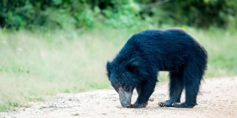 From Bentota: Full-Day Yala National Park Safari Tour - Key Points
