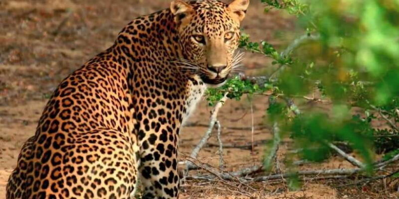 From Bentota: Full-Day Yala National Park Safari Tour - Discovering Yala National Park: What to Expect